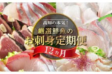 刺身 定期便 12ヶ月 小島水産 がお届けする！ 美味しい お刺身 1年 コース ( 鮮魚 下処理済 ) 産地直送 12回 新鮮 鮮魚 （ 鰤 ブリ 勘八 カンパチ 鯛 乙女鯛 真鯛 マダイ かつおのタタキ 鰹 カツオ 鰹のたたき 縞鯵 シマアジ ） 海鮮 刺身 頒布会 高知県 須崎市 