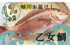 定期便 魚 12回 タイ 鯛 1匹分 刺身用半身 皮付き半身 頭付き ブランド 乙女鯛 鮮魚 刺身 鯛めし 高知県 須崎市