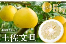 【2025年2月より発送】 高知県産 土佐文旦 特上品 5kg 贈答用 ぶんたん 時期 人気 旬 柑橘 フルーツ 果物 国産 ブランド ビタミン 生産者 産地 高知 須崎 KJS018-x
