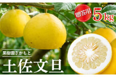 【2025年2月より発送】 高知県産 土佐文旦 ぶんたん 贈答用 5kg 優品 みかん 国産 ブランド 高知 ビタミン 生産者 産地 須崎市 KJS019-x
