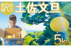 訳あり 土佐文旦 5kg  【2月中旬より順次配送】【南国の恵み、高知は須崎市から】 高知県産 柑橘 フルーツ 文旦 ぶんたん ブンタン 果物 みかん 蜜柑 柑橘 産地直送 期間限定 季節限定 訳あり品 高知県 須崎市 SN004-x
