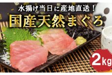 【12月より順次発送】 国産 天然 マグロ 2kg 産地直送 冷蔵 鮪 刺身 用 お 刺し身 新鮮 海鮮 生 魚 TY0241-2x