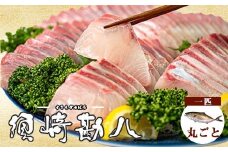 高級カンパチ ｢須崎勘八｣ まるごと1尾  冷蔵 神経締め 刺身 お刺し身 高級魚 鮮魚 海鮮 魚介 かんぱち