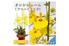 鉢植え オンシジューム ( アロハ イワナガ ) １鉢 ラッピング 有り お花 花 はな フラワー インテリア 鑑賞 洋ラン 鉢 栽培 園芸 ガーデニング 初心者向け 贈答用 プレゼント KN005