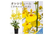 鉢植え オンシジューム ( アロハ イワナガ ) １鉢 お花 花 はな フラワー インテリア 鑑賞 洋ラン 鉢 栽培 園芸 ガーデニング 初心者向け KN004