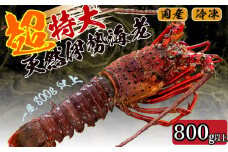 【2025年4月より順次配送】超特大 伊勢海老 800g以上 1尾 冷凍 ( 超特大サイズ 急速冷凍 えび エビ 高級 鮮魚 海鮮 魚介 刺身 焼き物 汁物 ギフト 贈答 贈り物 祝い 歳暮 中元 ) IKY043
