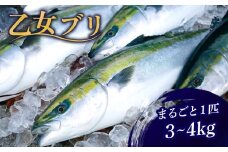 乙女 ブリ 1本 3 〜 4kg ブランド 鰤 ぶり ブリ 冷蔵 しゃぶ 高知県 須崎市 高知 鰤 年末 正月 KS0331-x
