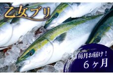 定期便 6ヶ月 6回 毎月 届く ぶり ブランド 乙女ブリ 須崎【下処理有】 刺身 刺し身 鰤しゃぶ 海鮮 魚介 サカナ さかな 魚 KS17000-2x