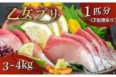 乙女 ブリ 1本 3 〜 4kg （下処理有） ブランド 新鮮 鰤 ぶり 冷蔵 ブリ しゃぶ 高知県 須崎市 高知 鰤 年末 正月 KS0341-x
