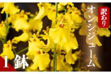 【12月から発送】【訳あり】オンシジューム ( アロハ・イワナガ ) １鉢 M~2L お花 花 はな フラワー インテリア 鑑賞 洋ラン 鉢 栽培 園芸 ガーデニング 初心者向け KN006