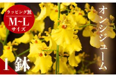 【12月から発送】オンシジューム ( アロハ・イワナガ ) １鉢 M~L ラッピング無 お花 花 はな フラワー インテリア 鑑賞 洋ラン 鉢 栽培 園芸 ガーデニング 初心者向け KN007