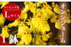 【12月から発送】オンシジューム ( アロハ・イワナガ ) １鉢 Lサイズ ラッピング有 お花 花 はな フラワー インテリア 鑑賞 洋ラン 鉢 栽培 園芸 ガーデニング 初心者向け KN010