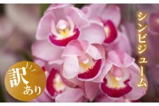 【12月から発送】【訳あり】シンビジューム 切り花 4~6本 お花 花 はな フラワー ブーケ 花束 インテリア 鑑賞 洋ラン 鉢 栽培 園芸 ガーデニング 早期予約 KN011