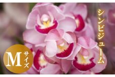 【12月から発送】シンビジューム 切り花 Mサイズ お花 花 はな フラワー ブーケ 花束 インテリア 鑑賞 洋ラン 鉢 栽培 園芸 ガーデニング 早期予約 KN012