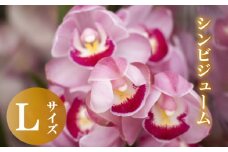 【12月から発送】シンビジューム 切り花 Lサイズ お花 花 はな フラワー ブーケ 花束 インテリア 鑑賞 洋ラン 鉢 栽培 園芸 ガーデニング 早期予約 KN013