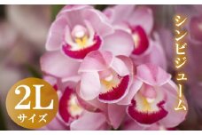 【12月から発送】シンビジューム 切り花 2Lサイズ お花 花 はな フラワー ブーケ 花束 インテリア 鑑賞 洋ラン 鉢 栽培 園芸 ガーデニング 早期予約 KN014