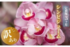 【12月から発送】【定期便3ヶ月】シンビジューム 切り花【訳あり】 4~6本 お花 花 はな フラワー ブーケ 花束 インテリア 鑑賞 洋ラン 鉢 栽培 園芸 ガーデニング 早期予約 KN6000