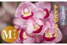 【12月から発送】【定期便3ヶ月】シンビジューム 切り花 Mサイズ お花 花 はな フラワー ブーケ 花束 インテリア 鑑賞 洋ラン 鉢 栽培 園芸 ガーデニング 早期予約 KN7000