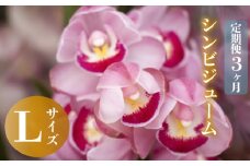 【12月から発送】【定期便3ヶ月】シンビジューム 切り花 Lサイズ お花 花 はな フラワー ブーケ 花束 インテリア 鑑賞 洋ラン 鉢 栽培 園芸 ガーデニング 早期予約 KN8000