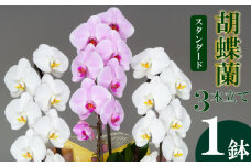 胡蝶蘭 3本立て 紅白 スタンダード  お祝い 須崎洋蘭園 SY010