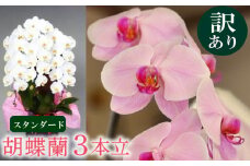 【訳あり】胡蝶蘭 3本立て 白 スタンダード お祝い 須崎洋蘭園 SY016