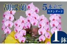 胡蝶蘭 5本立て ピンク スタンダード お祝い 須崎洋蘭園 SY004