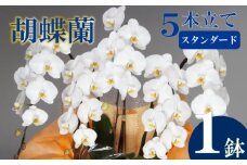 胡蝶蘭 5本立て 白 スタンダード お祝い 須崎洋蘭園 SY007
