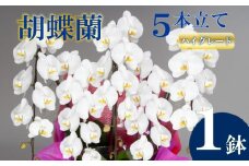 胡蝶蘭 5本立て 白 ハイグレード お祝い 須崎洋蘭園 SY008