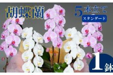 胡蝶蘭 5本立て 紅白 スタンダード  お祝い 須崎洋蘭園 SY011