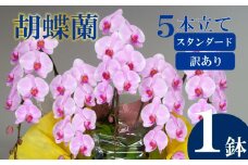 【訳あり】胡蝶蘭 5本立て ピンク スタンダード お祝い 須崎洋蘭園 SY014