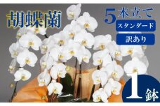 【訳あり】胡蝶蘭 5本立て 白 スタンダード お祝い 須崎洋蘭園 SY018
