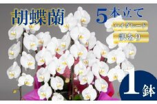 【訳あり】胡蝶蘭 5本立て 白 ハイグレード お祝い 須崎洋蘭園 SY019