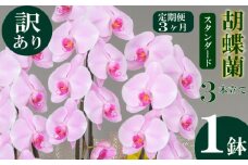 【定期便3ヶ月】【訳あり】胡蝶蘭 3本立て ピンク スタンダード お祝い 須崎洋蘭園 SY9000