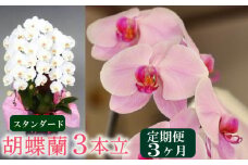【定期便3ヶ月】胡蝶蘭 3本立て 白 スタンダード お祝い 須崎洋蘭園 SY4000