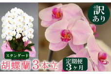 【定期便3ヶ月】【訳あり】胡蝶蘭 3本立て 白 スタンダード お祝い 須崎洋蘭園 SY30000