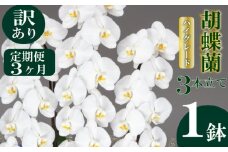 【定期便3ヶ月】【訳あり】胡蝶蘭 3本立て 白 ハイグレード お祝い 須崎洋蘭園 SY40000