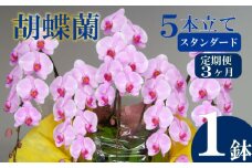 【定期便3ヶ月】胡蝶蘭 5本立て ピンク スタンダード お祝い 須崎洋蘭園 SY2000