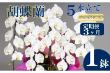 【定期便3ヶ月】胡蝶蘭 5本立て 白 ハイグレード お祝い 須崎洋蘭園 SY7000