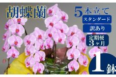 【定期便3ヶ月】【訳あり】胡蝶蘭 5本立て ピンク スタンダード お祝い 須崎洋蘭園 SY10000