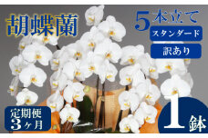 【定期便3ヶ月】【訳あり】胡蝶蘭 5本立て 白 スタンダード お祝い 須崎洋蘭園 SY50000