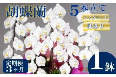 【定期便3ヶ月】【訳あり】胡蝶蘭 5本立て 白 ハイグレード お祝い 須崎洋蘭園 SY60000