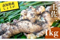 高知県産 しょうが 「 土佐一 」 1kg 新鮮 野菜 薬味 大容量 高知 須崎 高知県 須崎市 HNT018
