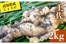 高知県産 しょうが 「 土佐一 」 2kg 新鮮 野菜 薬味 大容量 高知 須崎 高知県 須崎市 HNT019