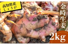 高知県産 しょうが 「 金時生姜 」2kg 新鮮 野菜 薬味 大容量 高知 須崎 高知県 須崎市 HNT023