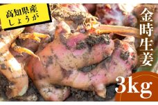 高知県産 しょうが 「 金時生姜 」3kg 新鮮 野菜 薬味 大容量 高知 須崎 高知県 須崎市 HNT024