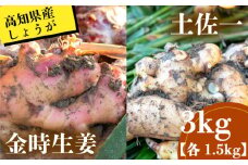 高知県産 しょうが 「 土佐一 」 と 「 金時生姜 」 セット 3kg （ 各 1.5kg ）新鮮 野菜 薬味 大容量 高知 須崎 高知県 須崎市 HNT028