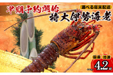 【早期予約】 【12月29日着】 特大 伊勢海老 1匹 600g ～ 以上 冷凍 ( 特大サイズ 急速冷凍 えび エビ 高級 鮮魚 海鮮 魚介 刺身 焼き物 汁物 ギフト 贈答 贈り物 祝い 歳暮 中元 年末 年始 早期 予約 ) IKY067