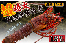 超特大 伊勢海老 1.6kg 以上 2尾 冷凍 ( 超特大サイズ 急速冷凍 えび エビ 高級 鮮魚 海鮮 魚介 刺身 焼き物 汁物 ギフト 贈答 贈り物 祝い 歳暮 中元 ) IKY058