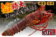 超特大 伊勢海老 5.6kg 以上 7尾 冷凍 ( 超特大サイズ 急速冷凍 えび エビ 高級 鮮魚 海鮮 魚介 刺身 焼き物 汁物 ギフト 贈答 贈り物 祝い 歳暮 中元 ) IKY061