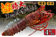 超特大 伊勢海老 4kg 以上 5尾 冷凍 ( 超特大サイズ 急速冷凍 えび エビ 高級 鮮魚 海鮮 魚介 刺身 焼き物 汁物 ギフト 贈答 贈り物 祝い 歳暮 中元 ) IKY060